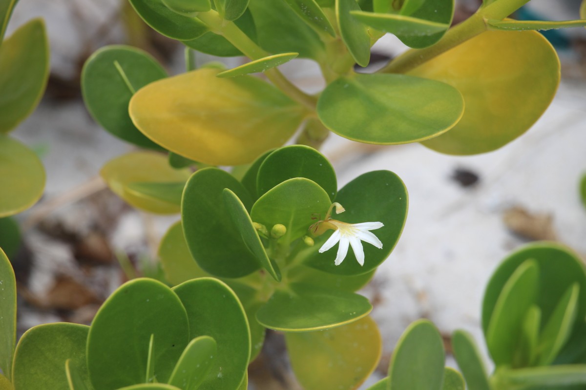 Scaevola plumieri (L.) Vahl